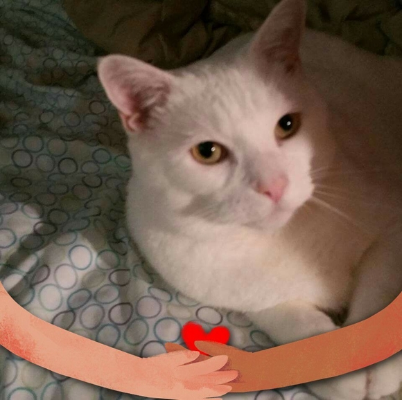 7kitties